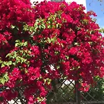 Apartamento Amorgos Gardens *