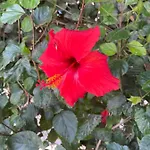 Amorgos Gardens