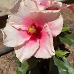 Apartamento Amorgos Gardens *