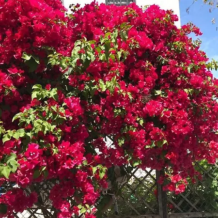 Appartamento Amorgos Gardens *