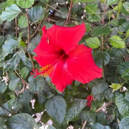 Amorgos Gardens