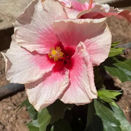 Appartamento Amorgos Gardens *