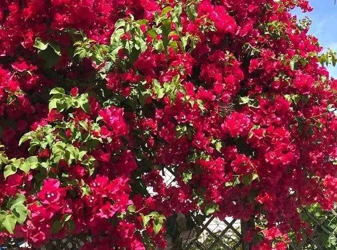 Lejlighed Amorgos Gardens *