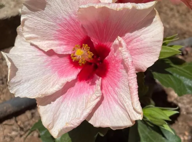 アパート Amorgos Gardens *